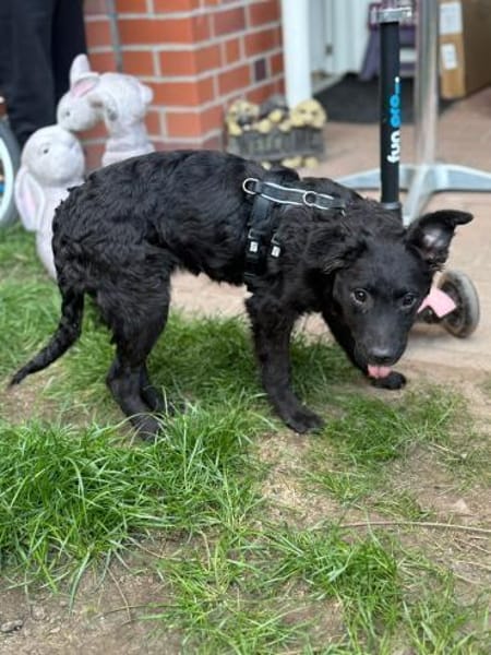 🐶💛Mia sucht ihr für immer Zuhause🐶💛