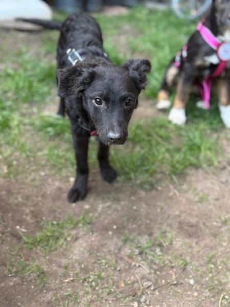 🐶💛Mia sucht ihr für immer Zuhause🐶💛