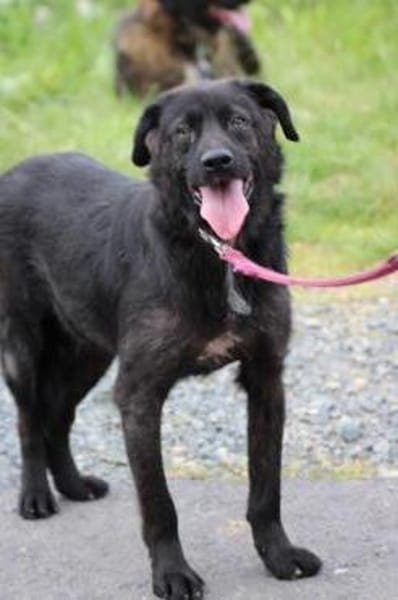 Numa - verspielt u. kinderlieb