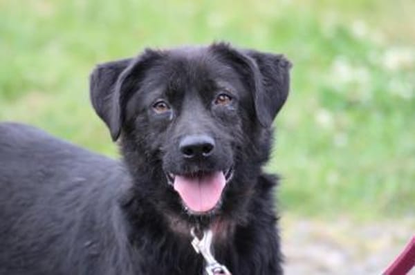 Numa - verspielt u. kinderlieb