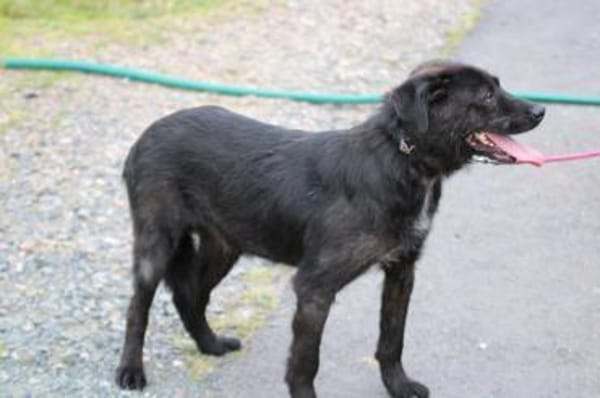 Numa - verspielt u. kinderlieb