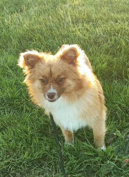 Süßer, kleiner Wuschel