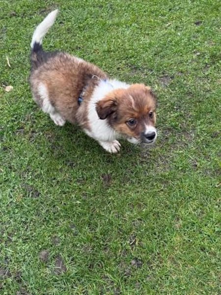 Süßer Lio❤ sucht liebevolles Zuhause