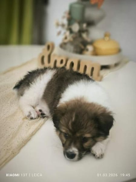 Süßer Lio❤ sucht liebevolles Zuhause