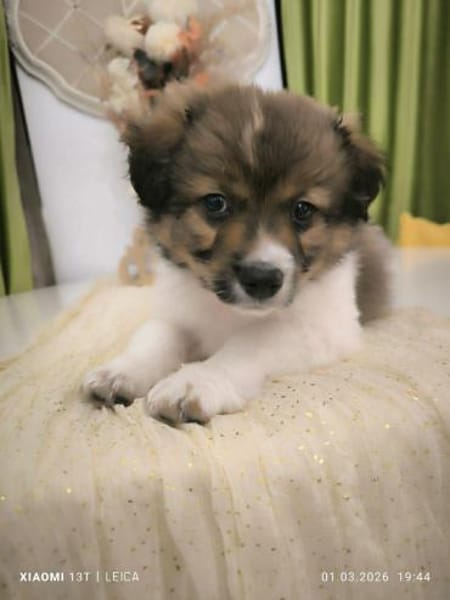 Süßer Lio❤ sucht liebevolles Zuhause