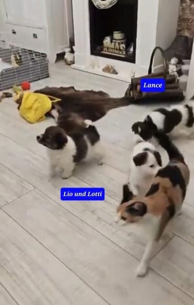 Süßer Lio❤ sucht liebevolles Zuhause