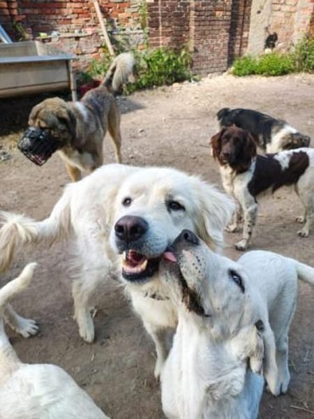 SAM -toller Maremmano Rüde-