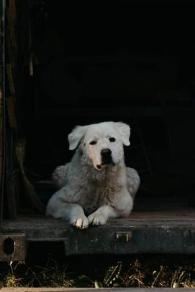 SAM -toller Maremmano Rüde-