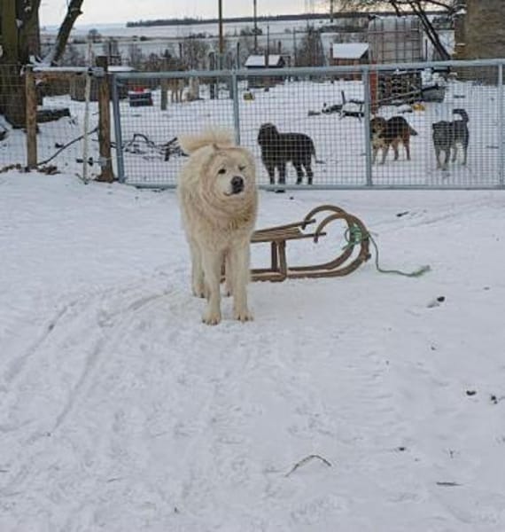 SAM -toller Maremmano Rüde-