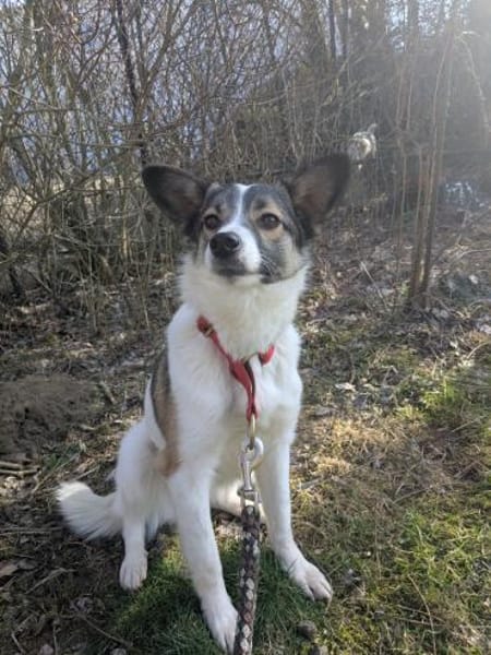 🌺Skarlet blüht auf🌺