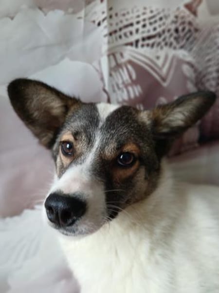 🌺Skarlet blüht auf🌺