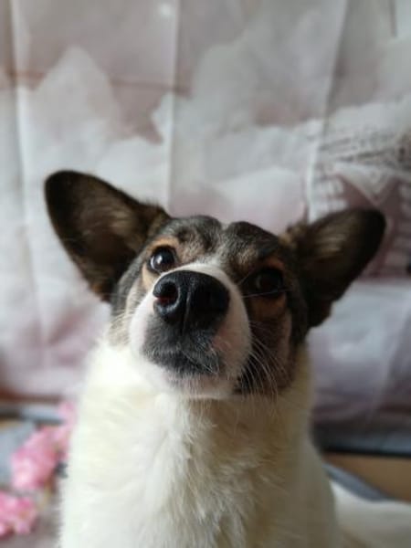 🌺Skarlet blüht auf🌺