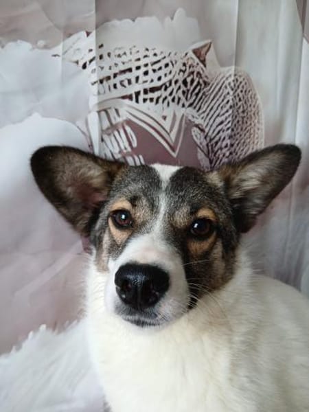 🌺Skarlet blüht auf🌺