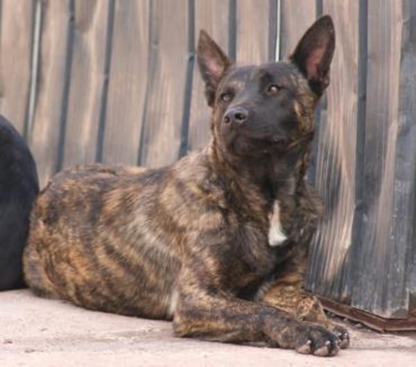 RENAUD ❤ Traumhund!