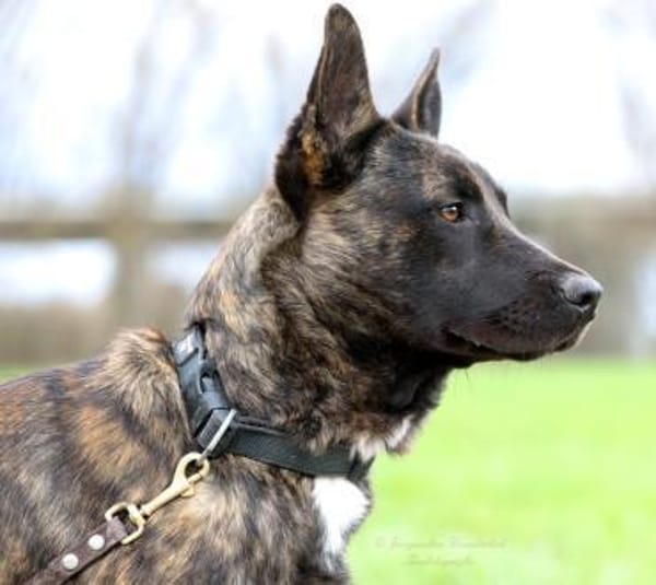 RENAUD ❤ Traumhund!