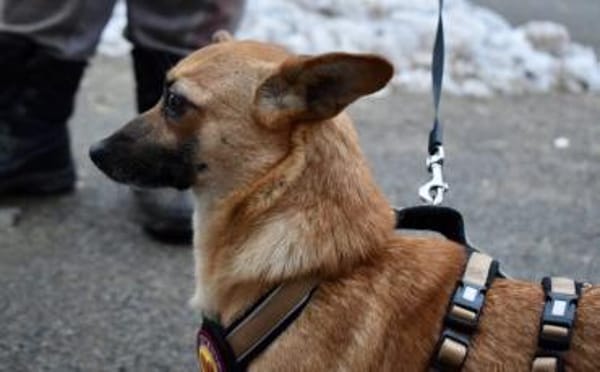 Kim - aussergewöhnliche Hundedame