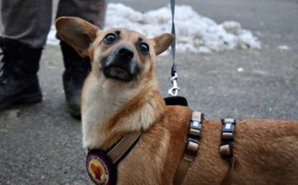 Kim - aussergewöhnliche Hundedame