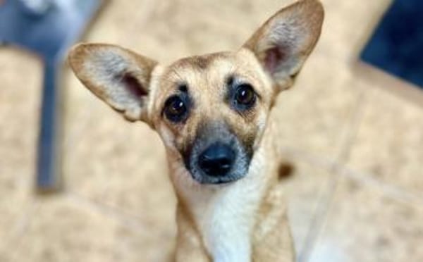 Kim - aussergewöhnliche Hundedame