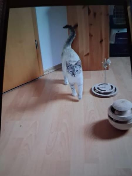 Siam-Mix Katze Maya  verschmust & sozia