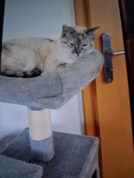 Siam-Mix Katze Maya  verschmust & sozia