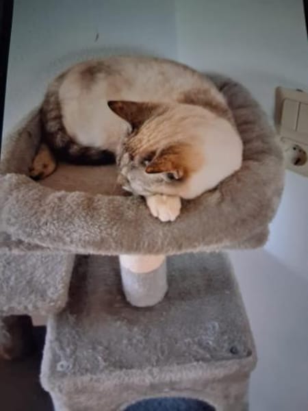 Siam-Mix Katze Maya  verschmust & sozia