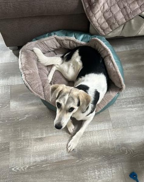 Nya 💜💜💜 wünscht sich ruhiges Zuhause