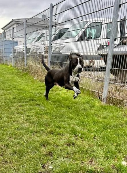 Spike sucht sehnsüchtig nach einem Zuhau