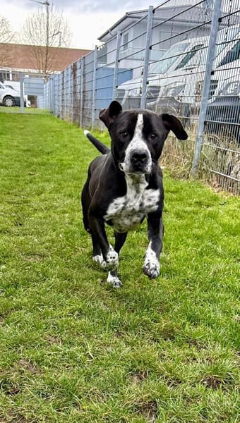 Spike sucht sehnsüchtig nach einem Zuhau