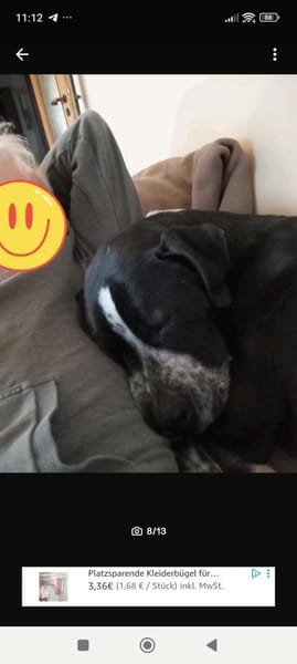 Spike sucht sehnsüchtig nach einem Zuhau