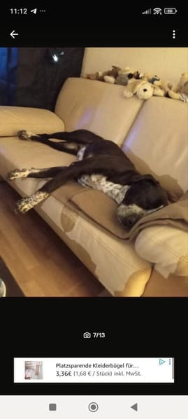 Spike sucht sehnsüchtig nach einem Zuhau