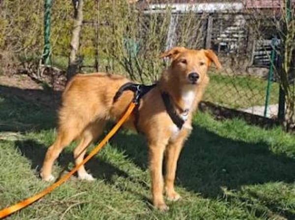 Quaglia - auf PS im Saarland