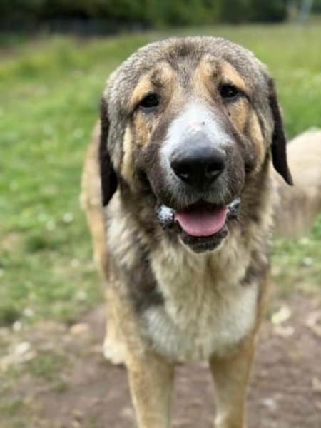 BENNO -aufgeschlossener Alabai Rüde