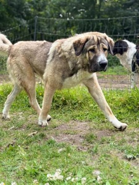 BENNO -aufgeschlossener Alabai Rüde