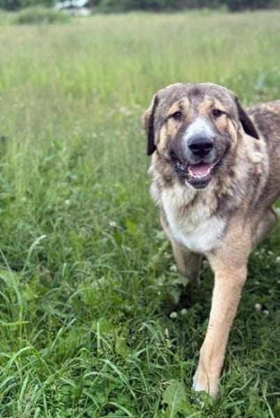 BENNO -aufgeschlossener Alabai Rüde