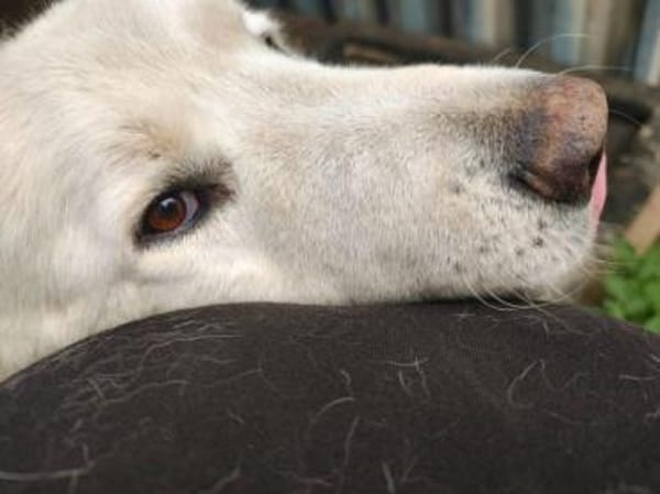 PAUL -ausgeglichener Maremmano Rüde