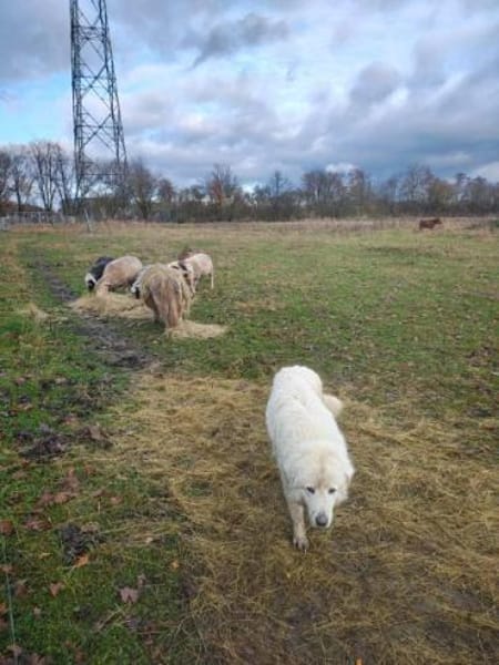 PAUL -ausgeglichener Maremmano Rüde