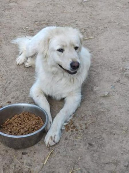 PAUL -ausgeglichener Maremmano Rüde