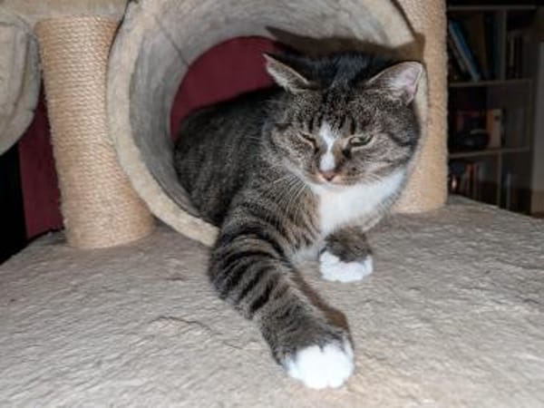 Sid sucht ein liebevolles Zuhause