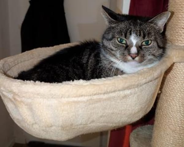 Sid sucht ein liebevolles Zuhause