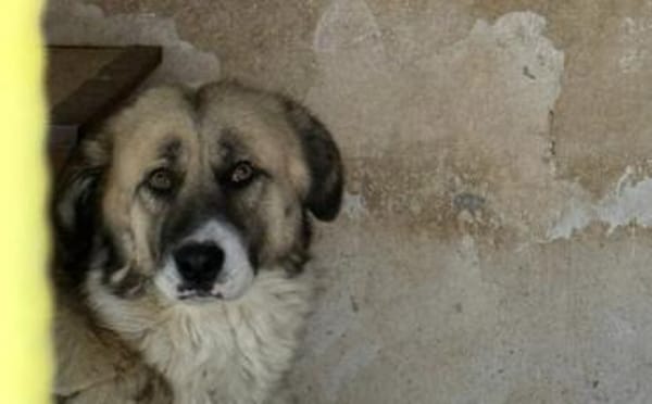 Swantje - eine sanfte Hüterin