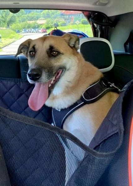 Lui, 83026 Rosenheim sucht ein Zuhause