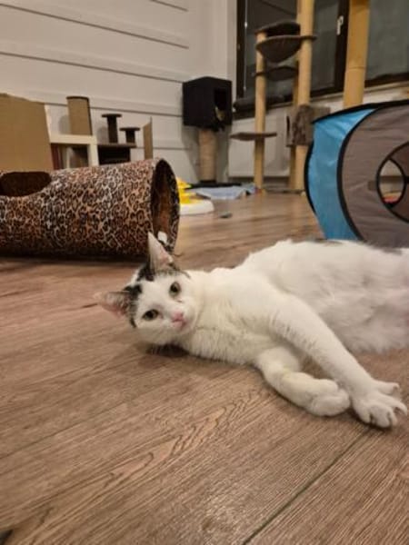 Püppi sucht Zuhause als Wohnungskatze