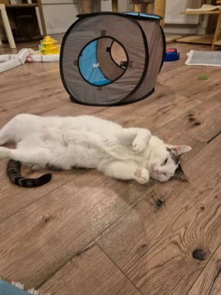 Püppi sucht Zuhause als Wohnungskatze