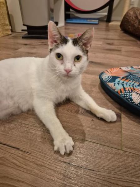 Püppi sucht Zuhause als Wohnungskatze