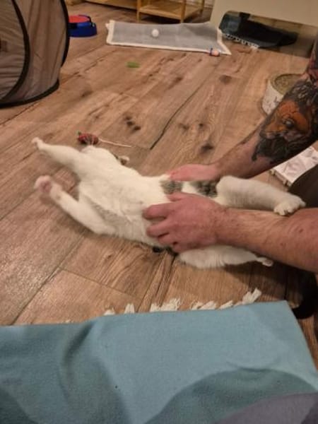 Püppi sucht Zuhause als Wohnungskatze