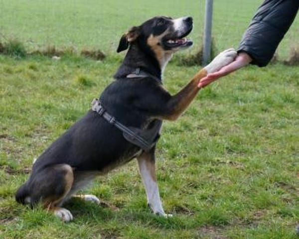 Cookie eine wundervolle junge Familienhü