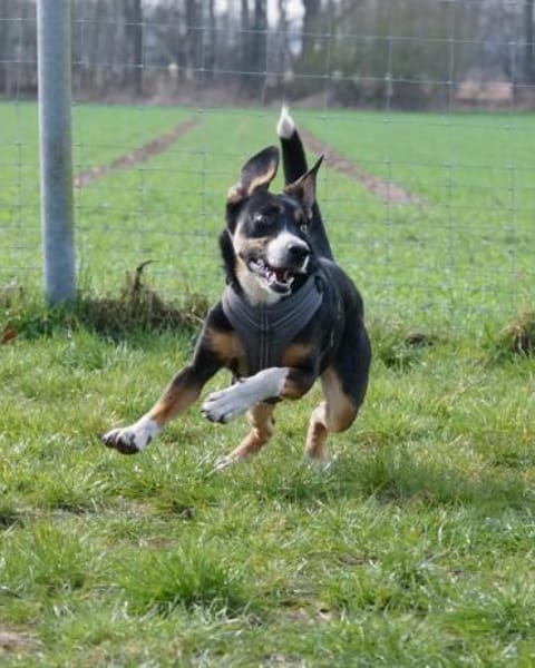 Cookie eine wundervolle junge Familienhü