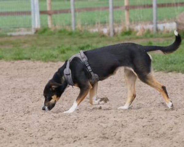 Cookie eine wundervolle junge Familienhü