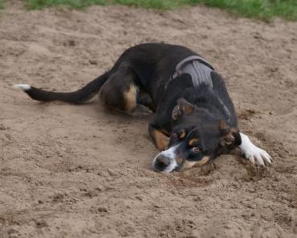 Cookie eine wundervolle junge Familienhü