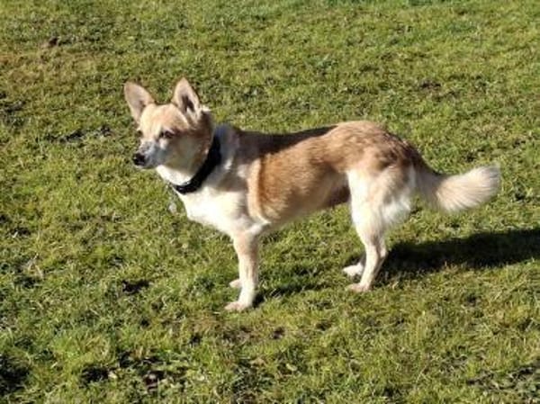 Piccolina, kleine Persönlichkeit sucht